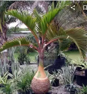 Shampain Plants
