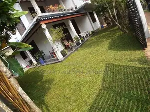 Malaysian Grass