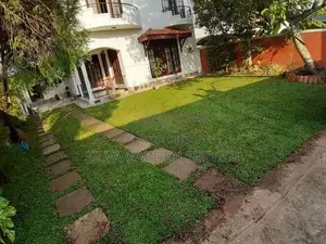 Malaysian Grass