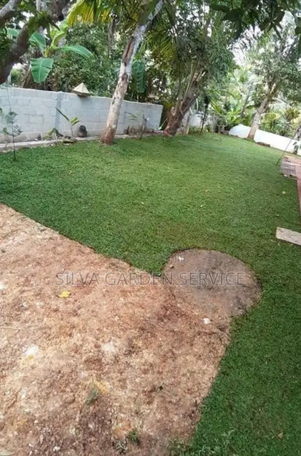 Malaysian Grass