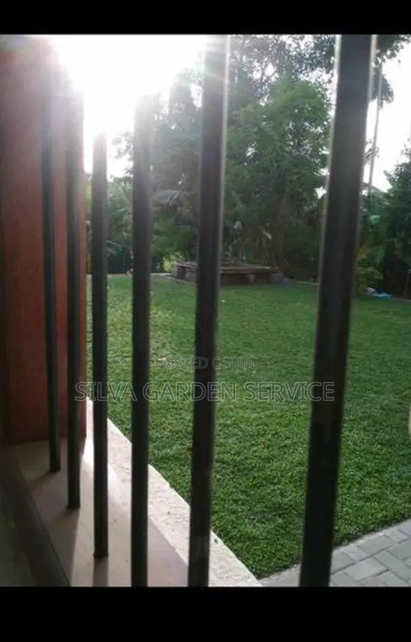 Malaysian Grass