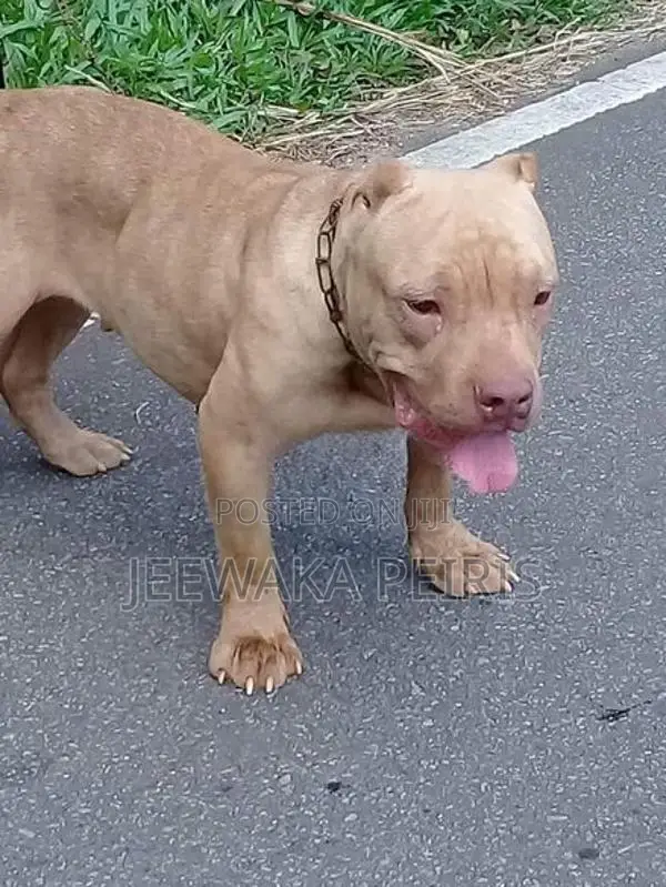 American Bully Female Dog
