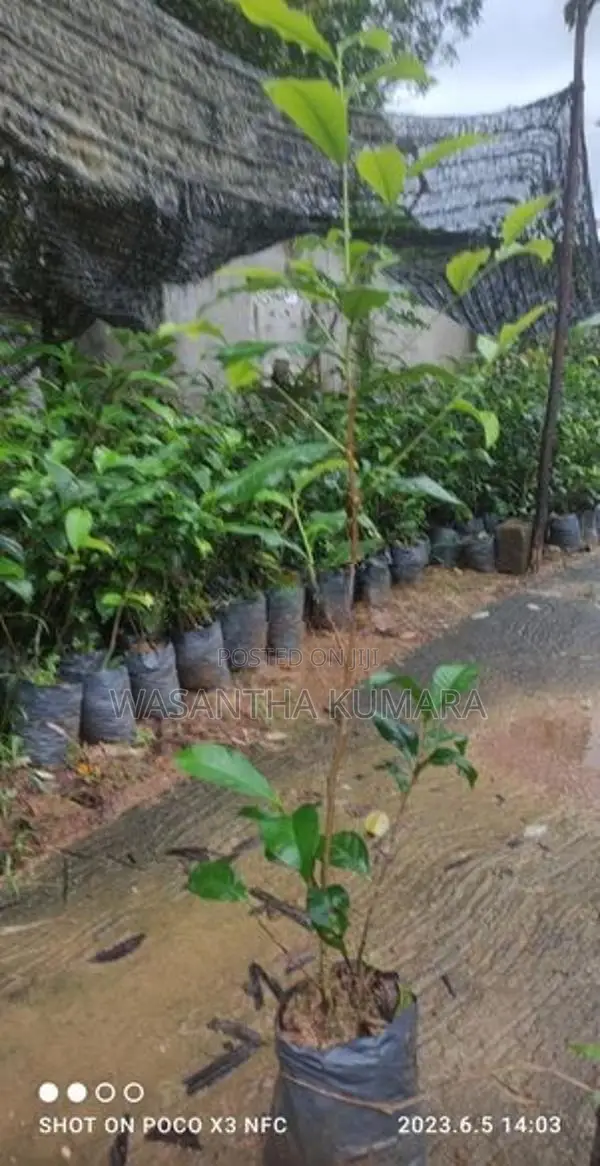 වාර තේ පැළ