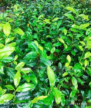 වාර තේ පැළ