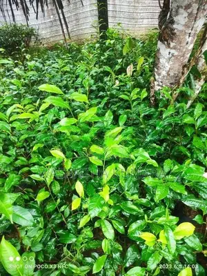 වාර තේ පැළ