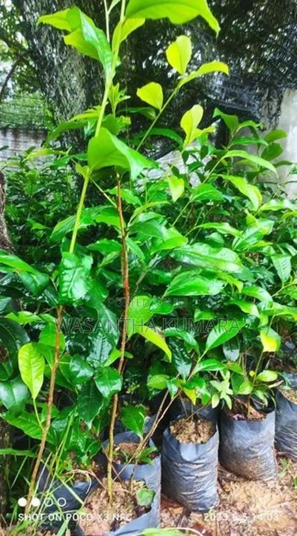 වාර තේ පැළ