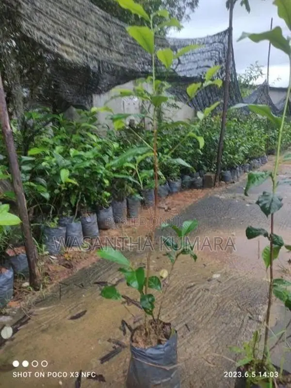 වාර තේ පැළ