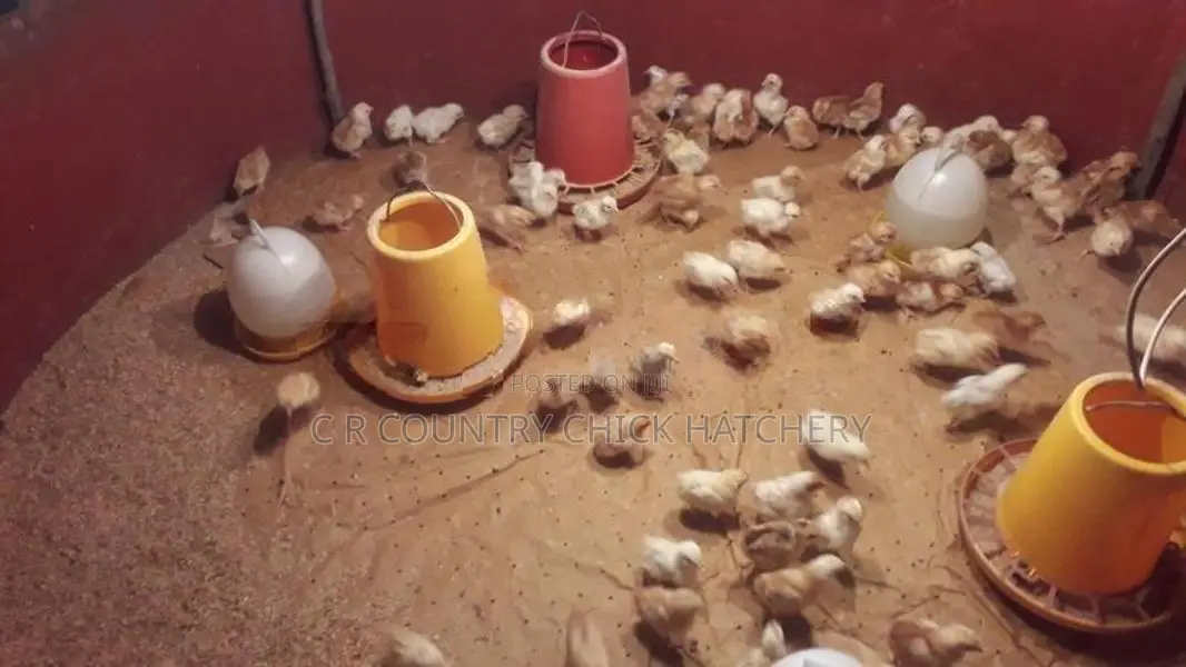 බිත්තර කිකිළි සහ කුකුල් පැටව්