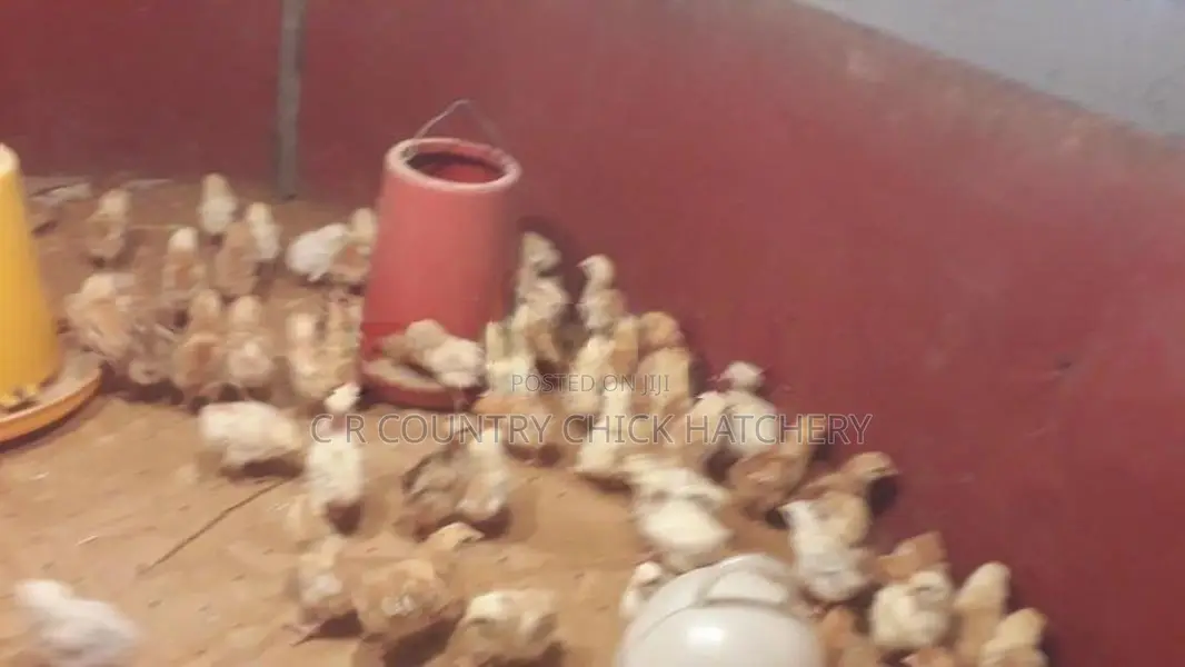 බිත්තර කිකිළි සහ කුකුල් පැටව්