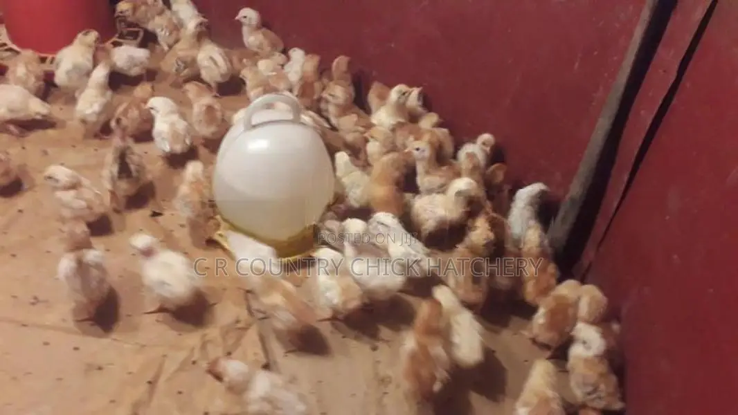 බිත්තර කිකිළි සහ කුකුල් පැටව්