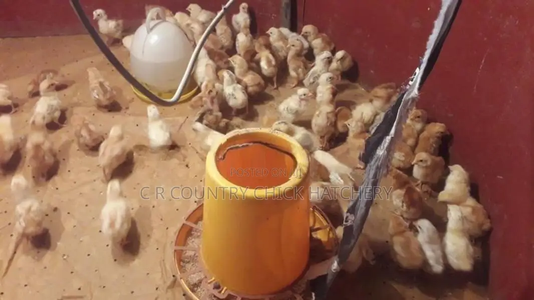 බිත්තර කිකිළි සහ කුකුල් පැටව්