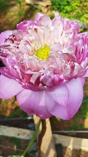 නෙළුම් මල්