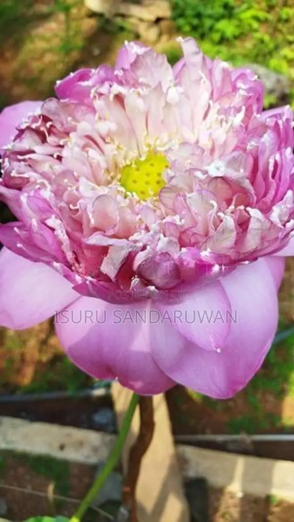 නෙළුම් මල්