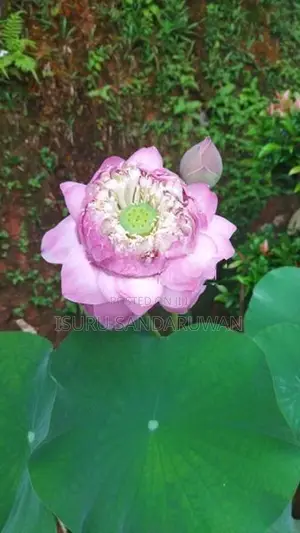 නෙළුම් මල්