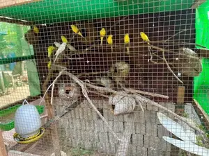 Love Birds with Cage