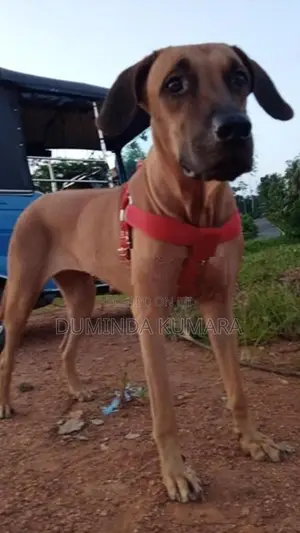 Ridgeback Dog