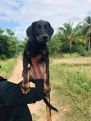 Rottweiler dog
