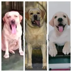 Labrador Retriever
