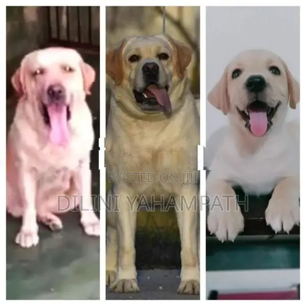 Labrador Retriever