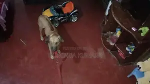 Ridgeback Dog