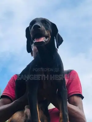 Rottweiler dog