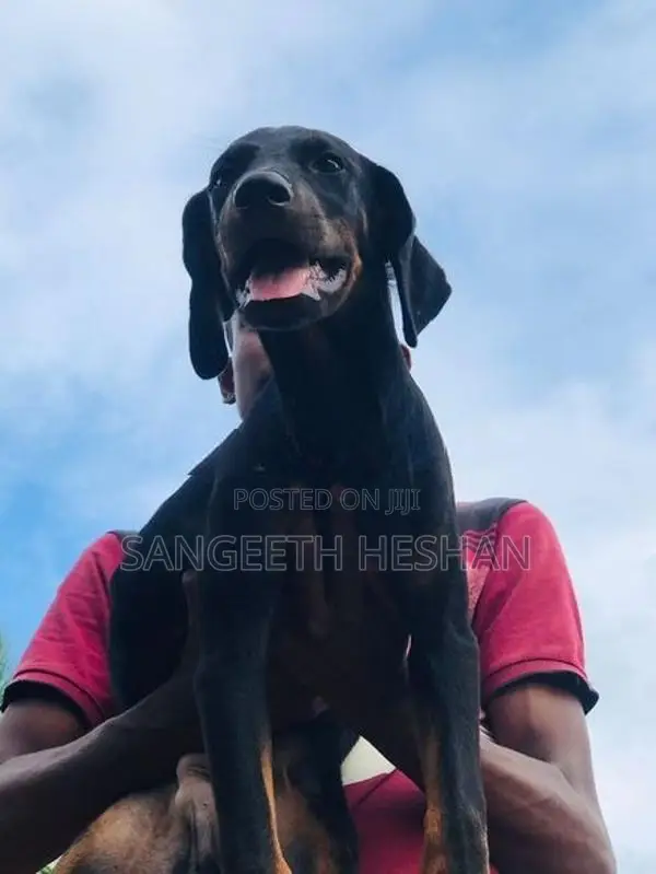 Rottweiler dog