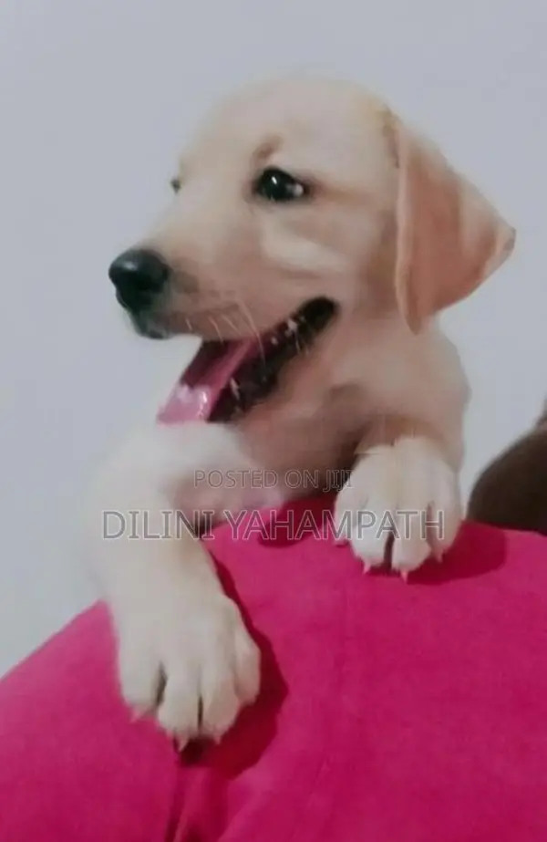 Labrador Retriever