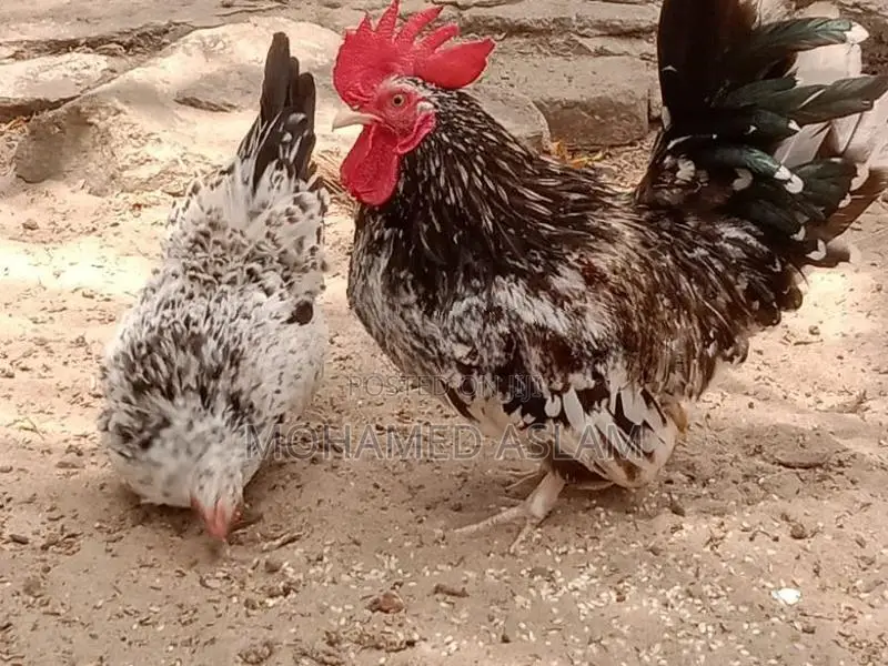 Kukulan