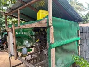 Love Birds with Cage