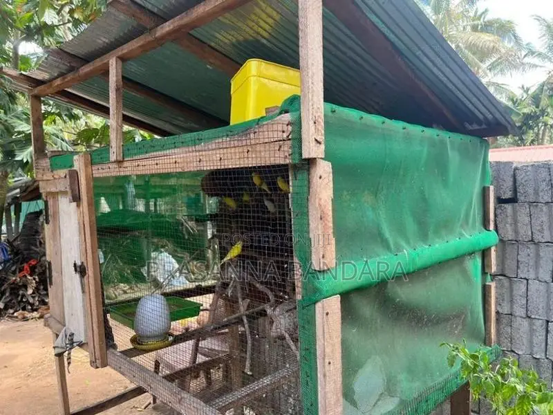 Love Birds with Cage