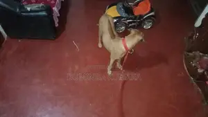 Ridgeback Dog