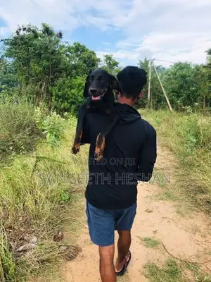 Rottweiler dog