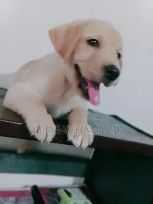 Labrador Retriever