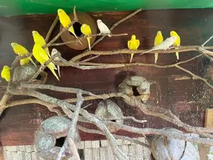 Love Birds with Cage