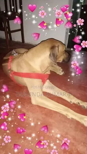 Ridgeback Dog
