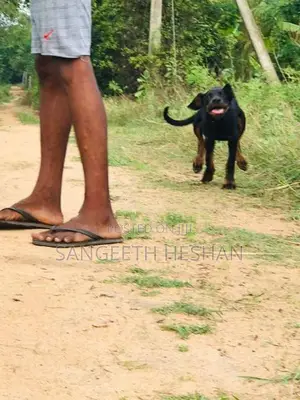 Rottweiler dog