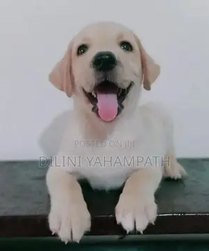 Labrador Retriever