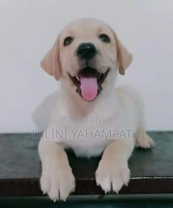 Labrador Retriever