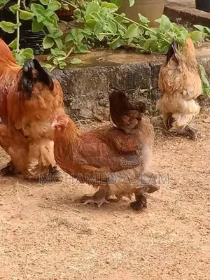 Kukulan