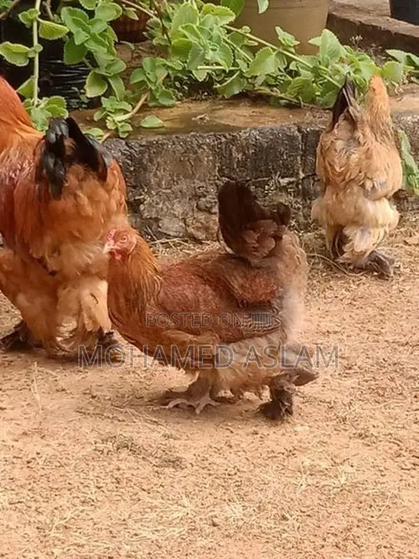 Kukulan