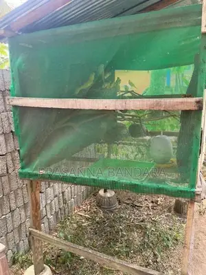 Love Birds with Cage