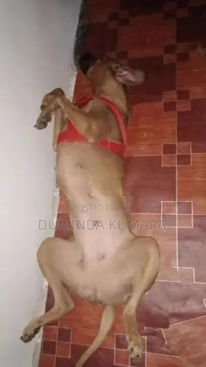 Ridgeback Dog