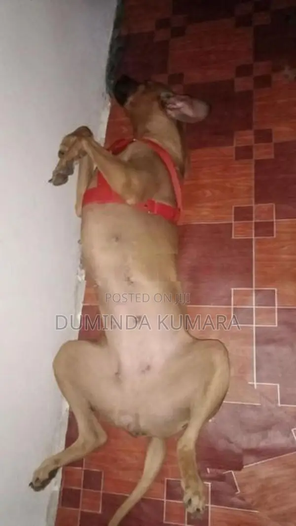 Ridgeback Dog