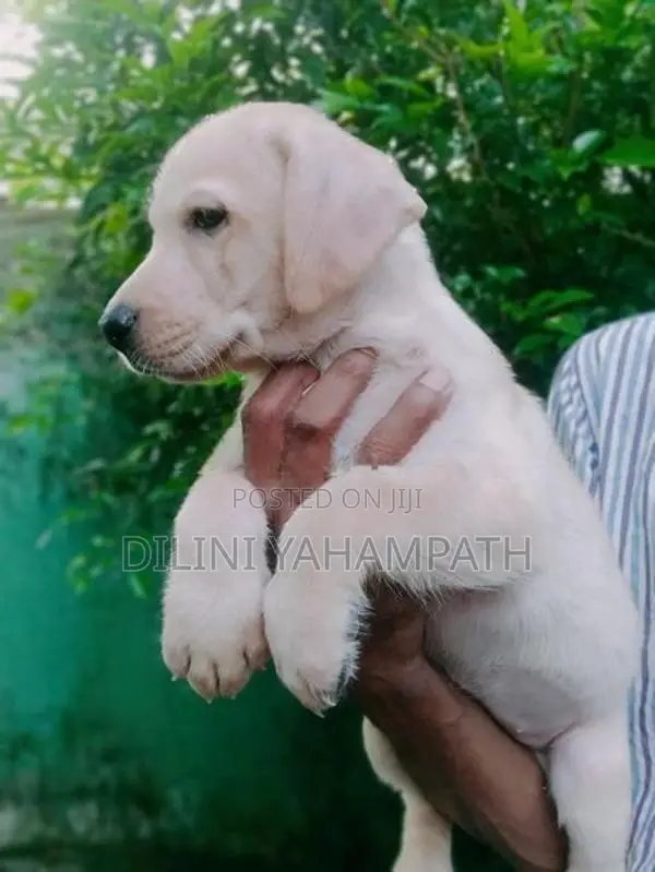 Labrador Retriever