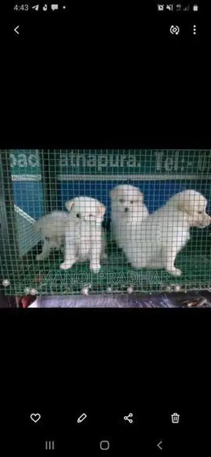 Pomeranian Puppy