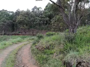 Nuwara Eliya : 40 P Holiday Resort Land for Sale with Excellent View