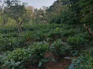Land for Sale Matugama