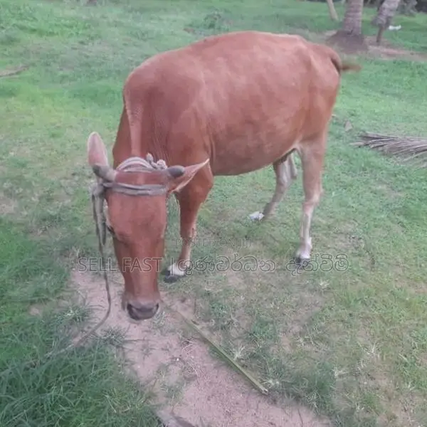 Milk Cow