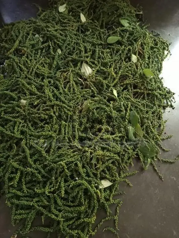Black Pepper (අමු ගමිමිරිස් )