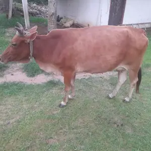 Milk Cow